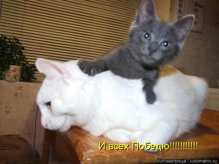 И всех Победю!!!!!!!!!!!... Котоматрица: И всех Победю!!!!!!!!!!!