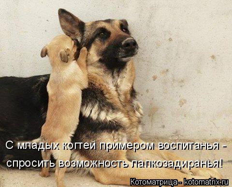 С младых когтей примером воспитанья - спросить возможность лапкозадиранья!... Котоматрица: С младых когтей примером воспитанья - спросить возможность лапкозадиранья!