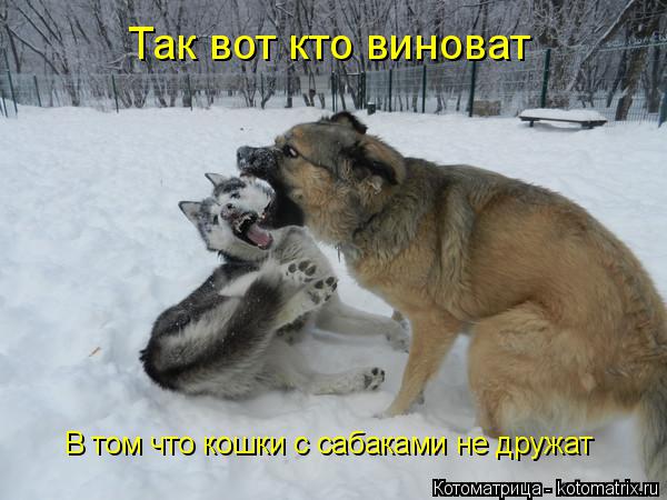 Так вот кто виноват В том что кошки с сабаками не дружат... Котоматрица: Так вот кто виноват В том что кошки с сабаками не дружат