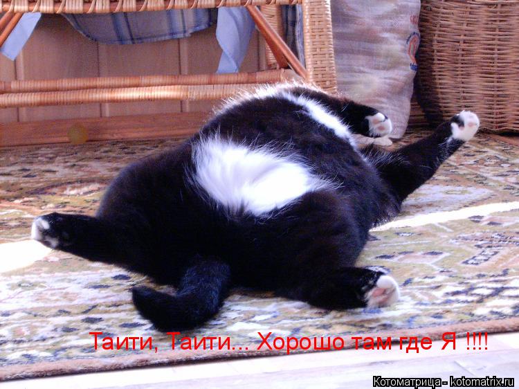 Таити, Таити... Хорошо там где Я !!!!... Котоматрица: Таити, Таити... Хорошо там где Я !!!!