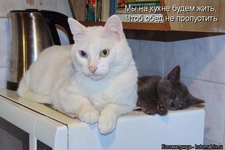 Мы на кухне будем жить, Чтоб обед не пропустить... Котоматрица: Мы на кухне будем жить, Чтоб обед не пропустить