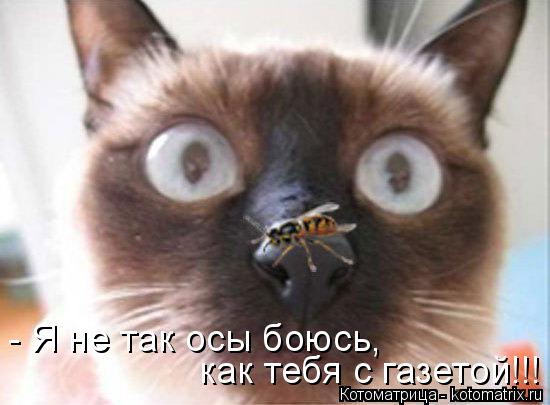 - Я не так осы боюсь, как тебя с газетой!!!... Котоматрица: - Я не так осы боюсь, как тебя с газетой!!!