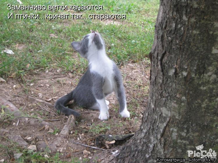 Котоматрица: Заманчиво ветки качаются... И птички...кричат так...стараются