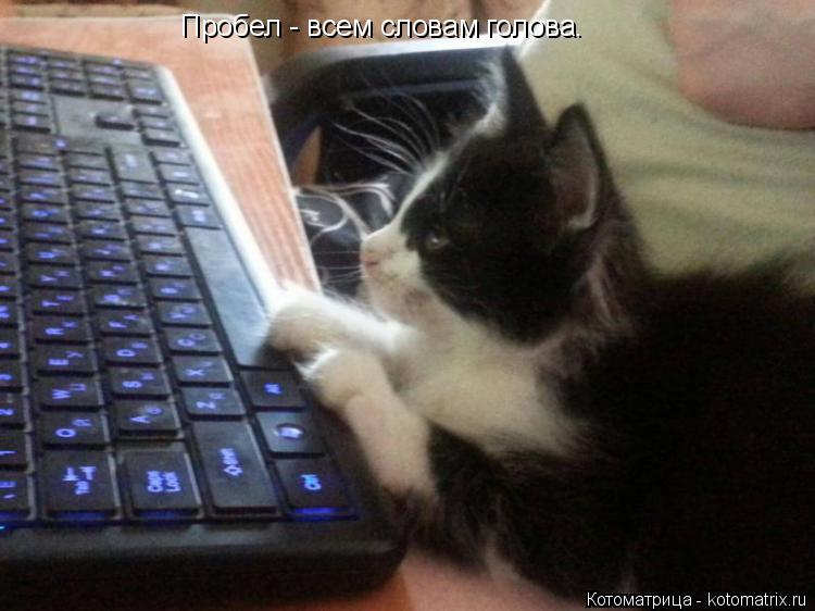 Пробел - всем словам голова.... Котоматрица: Пробел - всем словам голова.