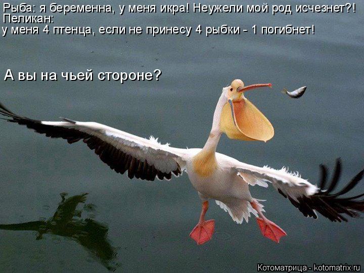 Рыба: я беременна, у меня икра! Неужели мой род исчезнет?! Пеликан: у меня 4 птенца, если не принесу... Котоматрица: Рыба: я беременна, у меня икра! Неужели мой род исчезнет?! Пеликан: у меня 4 птенца, если не принесу 4 рыбки - 1 погибнет! у меня 4 птенца, если не