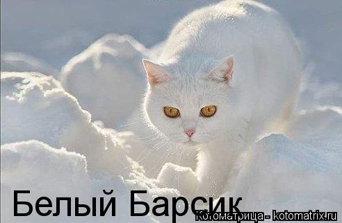 Белый Барсик... Котоматрица: Белый Барсик