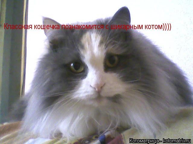 Классная кошечка познакомится с шикарным котом))))... Котоматрица: Классная кошечка познакомится с шикарным котом))))