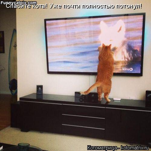 Спасите кота! Уже почти полностью потонул!... Котоматрица: Спасите кота! Уже почти полностью потонул!