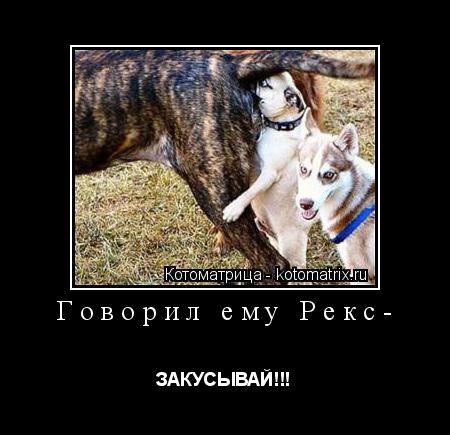 Говорил ему Рекс- ЗАКУСЫВАЙ!!!... Котоматрица: Говорил ему Рекс- ЗАКУСЫВАЙ!!!