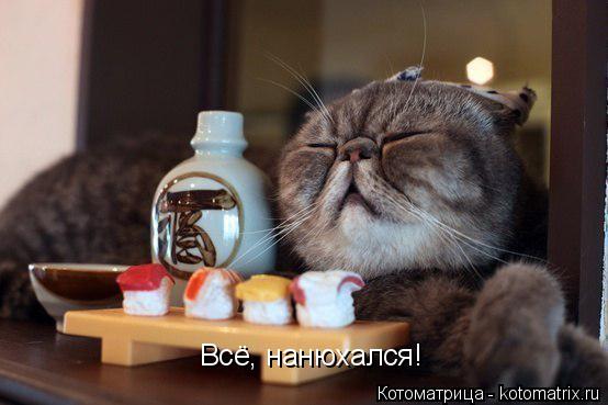 Всё, нанюхался!... Котоматрица: Всё, нанюхался!