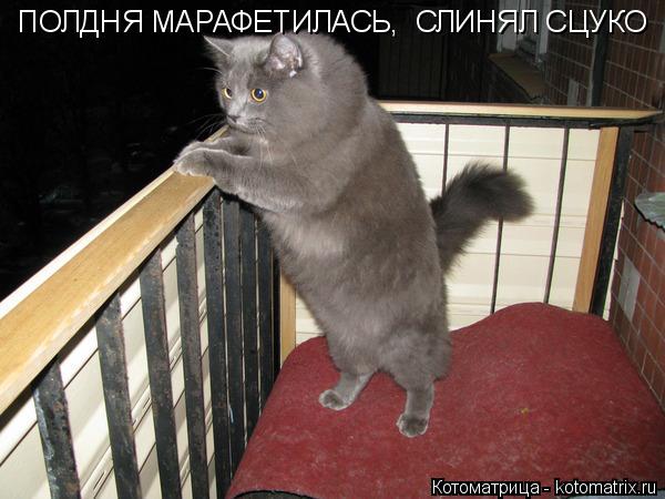 ПОЛДНЯ МАРАФЕТИЛАСЬ, СЛИНЯЛ СЦУКО... Котоматрица: ПОЛДНЯ МАРАФЕТИЛАСЬ, СЛИНЯЛ СЦУКО