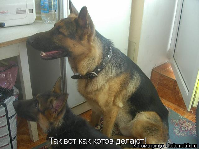 Так вот как котов делают!... Котоматрица: Так вот как котов делают!