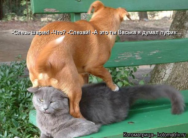-Слезь шарик!-Что?-Слезай!-А это ты Васька я думал пуфик... -Слезь шарик! -Что? -Слезай! -А это ты Ва... Котоматрица: -Слезь шарик!-Что?-Слезай!-А это ты Васька я думал пуфик... -Слезь шарик! -Что? -Слезай! -А это ты Васька я думал пуфик... -Слезь шарик! -Что? -Слезай!