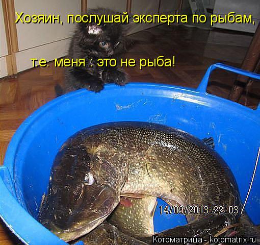 Хозяин, послушай эксперта по рыбам, т.е. меня : это не рыба!... Котоматрица: Хозяин, послушай эксперта по рыбам, т.е. меня : это не рыба!