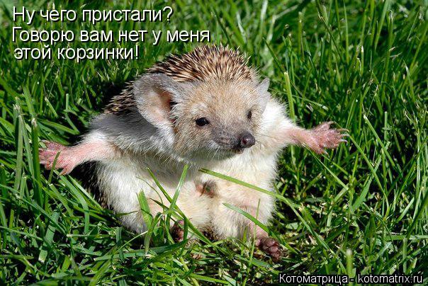 Ну чего пристали? Говорю вам нет у меня этой корзинки!... Котоматрица: Ну чего пристали? Говорю вам нет у меня этой корзинки!