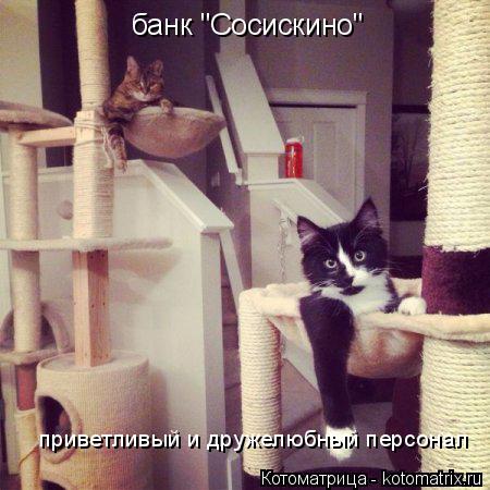 банк "Сосискино" приветливый и дружелюбный персонал... Котоматрица: банк "Сосискино" приветливый и дружелюбный персонал