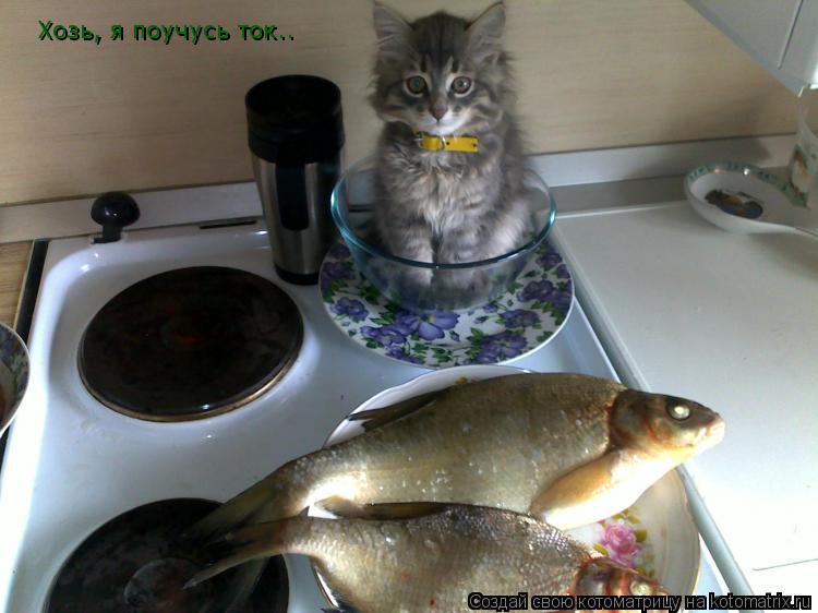 Хозь, я поучусь ток..... Котоматрица: Хозь, я поучусь ток..