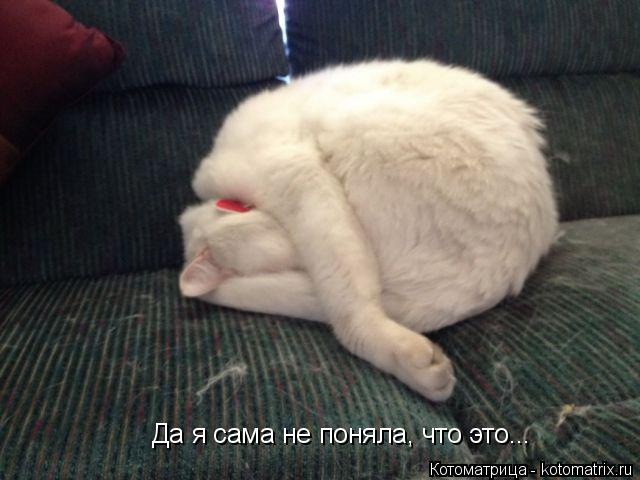 Да я сама не поняла, что это...... Котоматрица: Да я сама не поняла, что это...