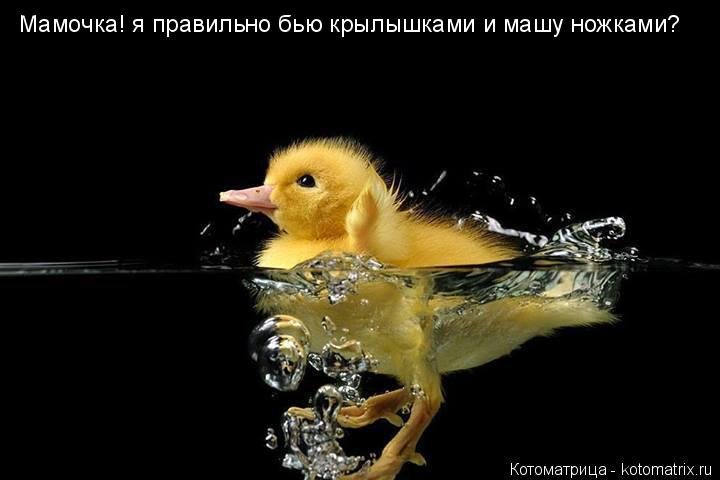 Мамочка! я правильно бью крылышками и машу ножками?... Котоматрица: Мамочка! я правильно бью крылышками и машу ножками?