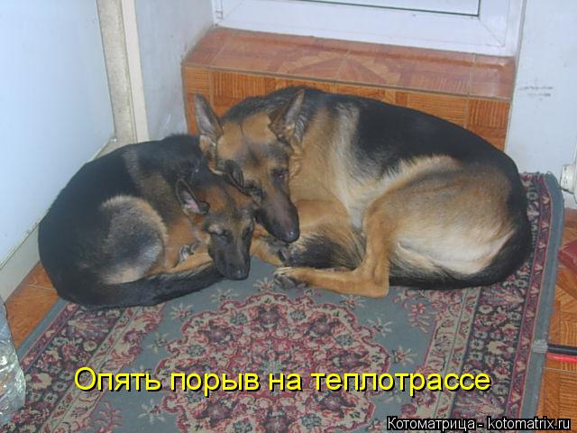 Опять порыв на теплотрассе... Котоматрица: Опять порыв на теплотрассе
