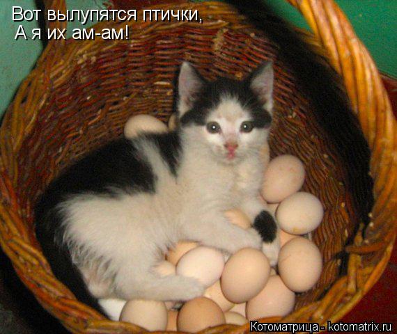 Вот вылупятся птички, А я их ам-ам!... Котоматрица: Вот вылупятся птички, А я их ам-ам!