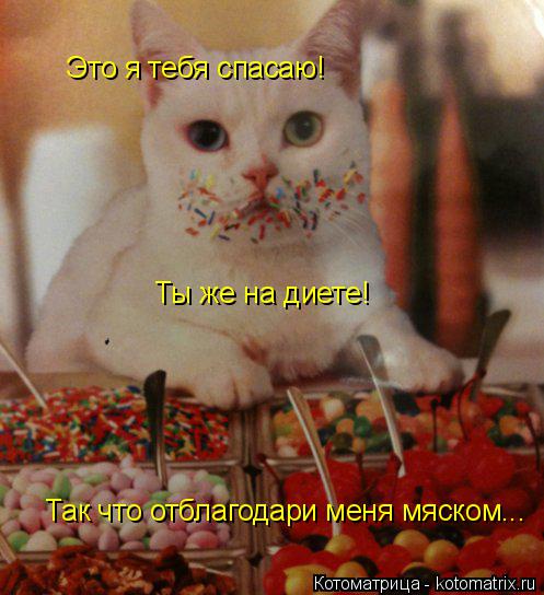 Это я тебя спасаю! Ты же на диете! Ты же на диете! Так что отблагодари меня мяском...... Котоматрица: Это я тебя спасаю! Ты же на диете! Ты же на диете! Так что отблагодари меня мяском...