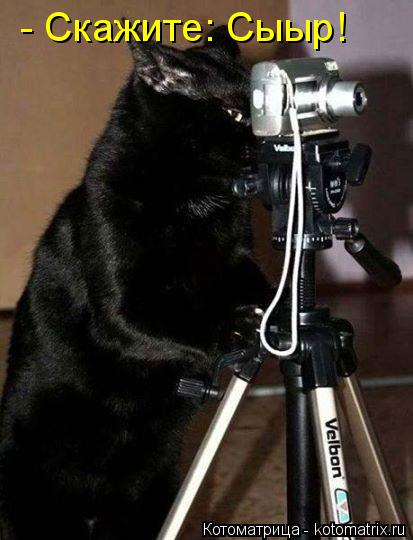 - Скажите: Сыыр!... Котоматрица: - Скажите: Сыыр!