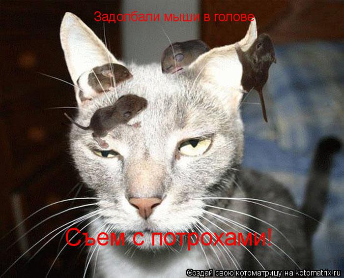 Задолбали мыши в голове Задолбали мыши в голове Съем с потрохами!... Котоматрица: Задолбали мыши в голове Задолбали мыши в голове Съем с потрохами!