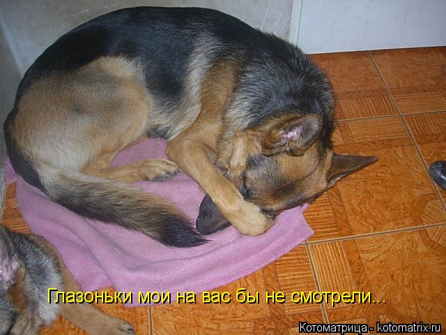 Глазоньки мои на вас бы не смотрели...... Котоматрица: Глазоньки мои на вас бы не смотрели...