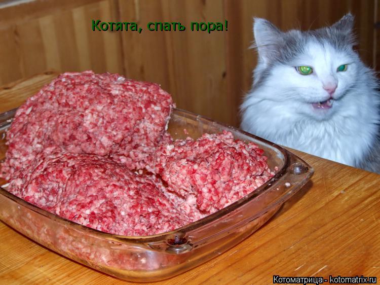 Котята, спать пора!... Котоматрица: Котята, спать пора!