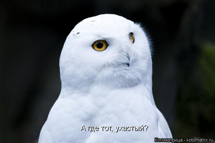 А где тот, ухастый?... Котоматрица: А где тот, ухастый?