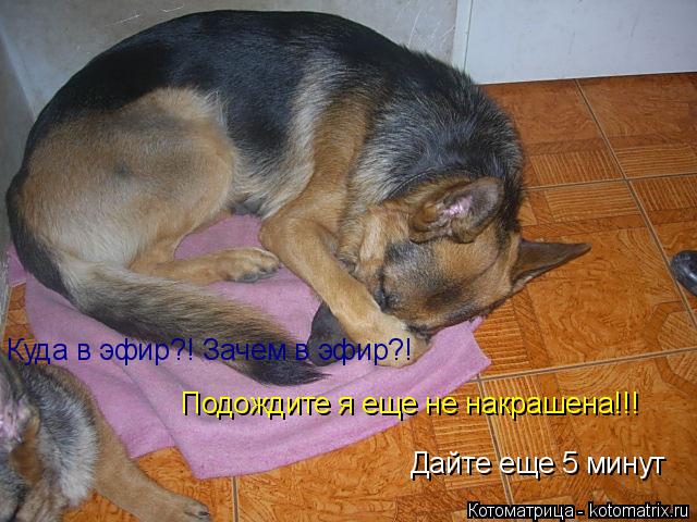 Дайте еще 5 минут Куда в эфир?! Зачем в эфир?! Подождите я еще не накрашена!!!... Котоматрица: Дайте еще 5 минут Куда в эфир?! Зачем в эфир?! Подождите я еще не накрашена!!!