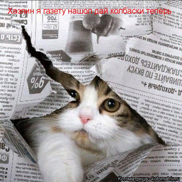 Хазяин я газету нашол дай колбаски теперь... Котоматрица: Хазяин я газету нашол дай колбаски теперь