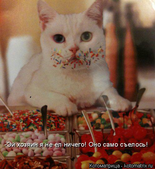 -Эй хозяин я не ел ничего! Оно само съелось!... Котоматрица: -Эй хозяин я не ел ничего! Оно само съелось!
