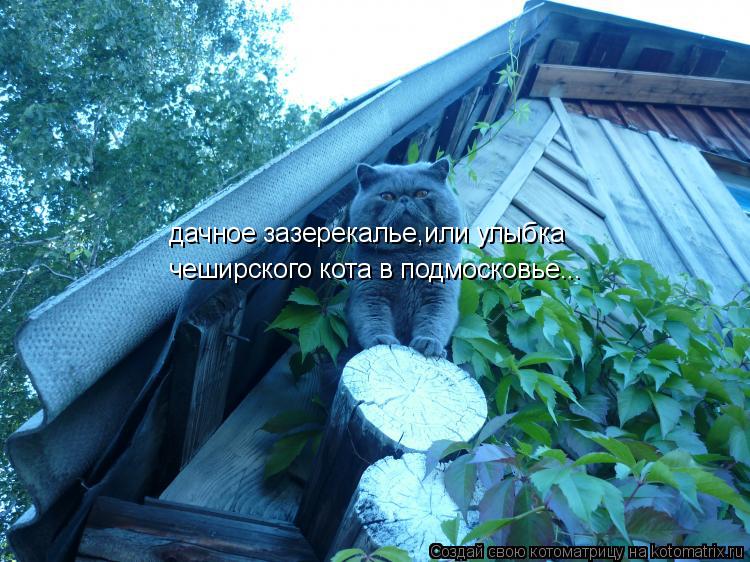 дачное зазерекалье,или улыбка чеширского кота в подмосковье...... Котоматрица: дачное зазерекалье,или улыбка чеширского кота в подмосковье...