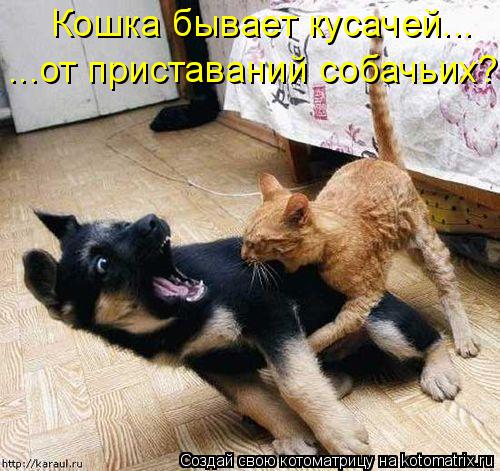 Кошка бывает кусачей... ...от приставаний собачьих?... Котоматрица: Кошка бывает кусачей... ...от приставаний собачьих?