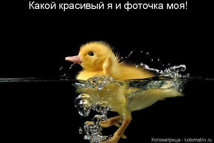 Какой красивый я и фоточка моя!... Котоматрица: Какой красивый я и фоточка моя!
