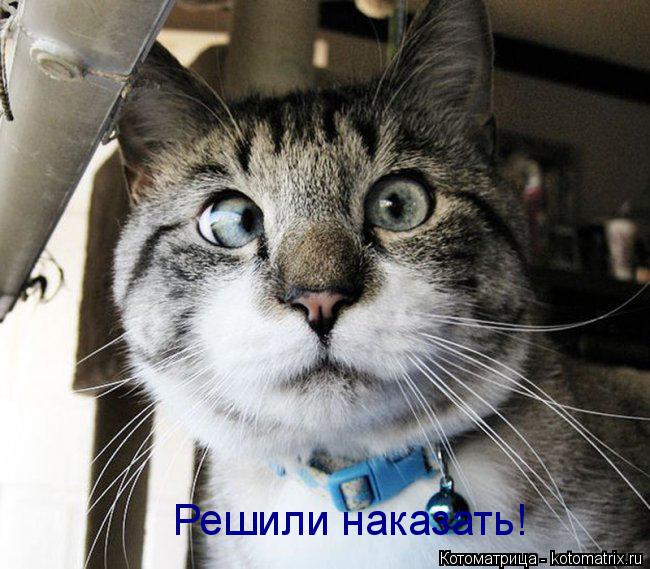 Решили наказать!... Котоматрица: Решили наказать!