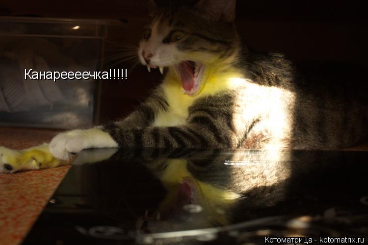 Канареееечка!!!!!... Котоматрица: Канареееечка!!!!!