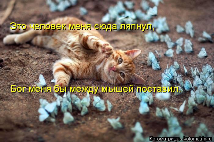 Это человек меня сюда ляпнул, Бог меня бы между мышей поставил.... Котоматрица: Это человек меня сюда ляпнул, Бог меня бы между мышей поставил.