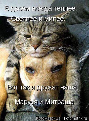 В двоём всегда теплее, Светлее и милее. Вот так и дружат наша, Маруся и Митраша.... Котоматрица: В двоём всегда теплее, Светлее и милее. Вот так и дружат наша, Маруся и Митраша.