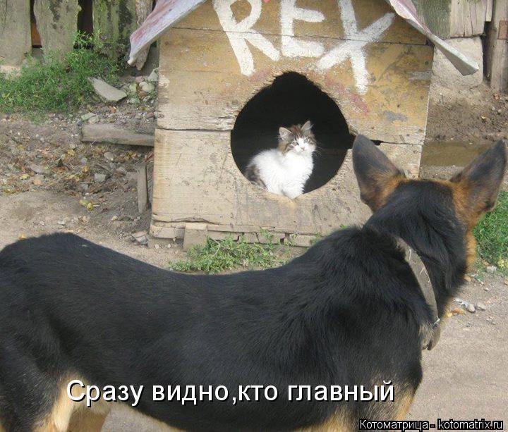 Сразу видно,кто главный... Котоматрица: Сразу видно,кто главный