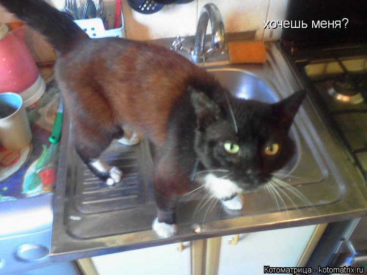 хочешь меня?... Котоматрица: хочешь меня?