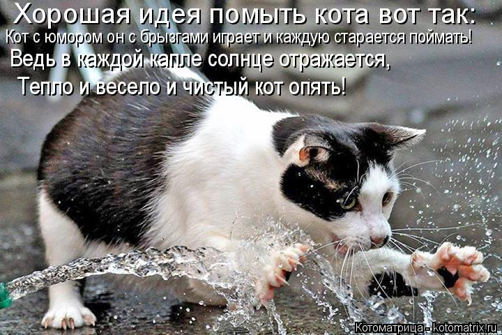 Хорошая идея помыть кота вот так: Кот с юмором он с брызгами играет и каждую старается поймать! Ведь ... Котоматрица: Хорошая идея помыть кота вот так: Кот с юмором он с брызгами играет и каждую старается поймать! Ведь в каждой капле солнце отражается, Тепло