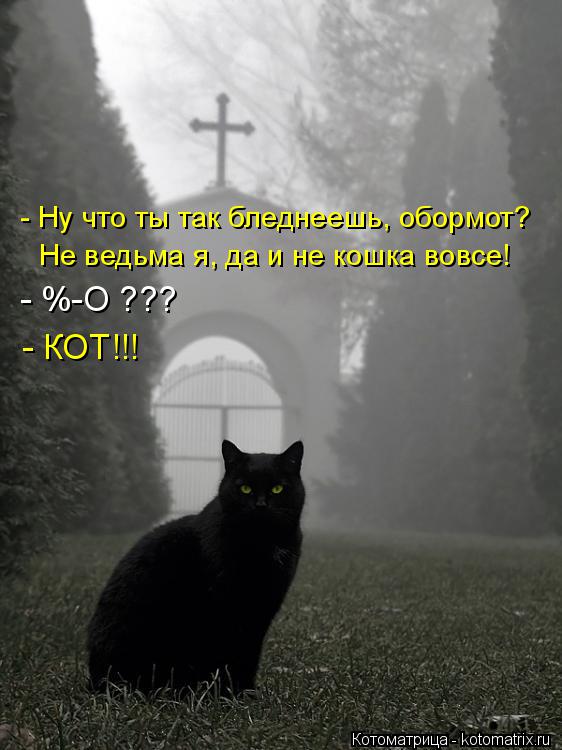 - Ну что ты так бледнеешь, обормот? Не ведьма я, да и не кошка вовсе! - %-О ??? - КОТ!!!... Котоматрица: - Ну что ты так бледнеешь, обормот? Не ведьма я, да и не кошка вовсе! - %-О ??? - КОТ!!!