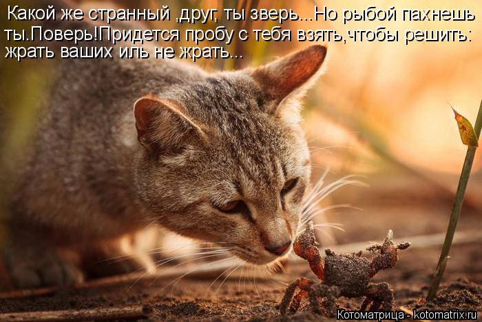 Какой же странный ,друг, ты зверь...Но рыбой пахнешь ты.Поверь!Придется пробу с тебя взять,чтобы реши... Котоматрица: Какой же странный ,друг, ты зверь...Но рыбой пахнешь ты.Поверь!Придется пробу с тебя взять,чтобы решить: жрать ваших иль не жрать...