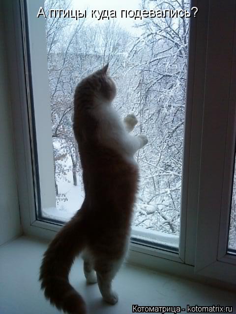 Котоматрица: А птицы куда подевались?