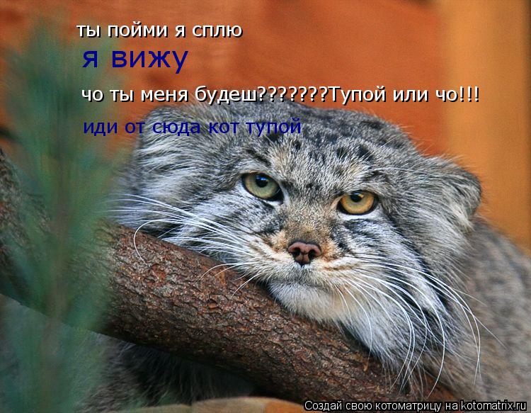 Котоматрица: ты пойми я сплю  я вижу чо ты меня будеш???????Тупой или чо!!! чо ты меня будеш???????Тупой или чо!!! иди от сюда кот тупой
