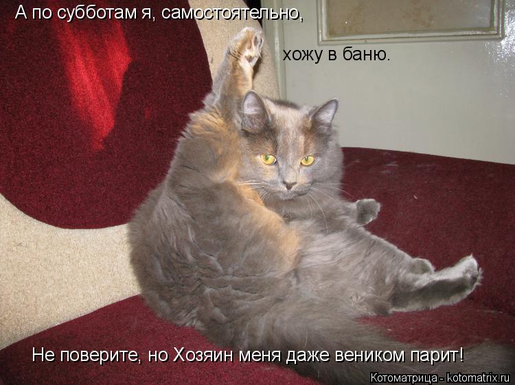 А по субботам я, самостоятельно, хожу в баню. Не поверите, но Хозяин меня даже веником парит!... Котоматрица: А по субботам я, самостоятельно, хожу в баню. Не поверите, но Хозяин меня даже веником парит!