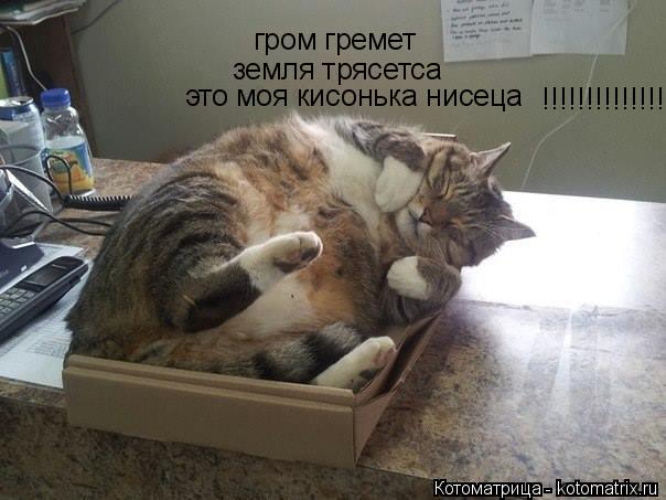гром гремет земля трясетса это моя кисонька нисеца !!!!!!!!!!!!!!!!!!!!!!!!!!!!... Котоматрица: гром гремет земля трясетса это моя кисонька нисеца !!!!!!!!!!!!!!!!!!!!!!!!!!!!